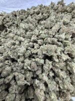 Sour Gushers SM - Image 2